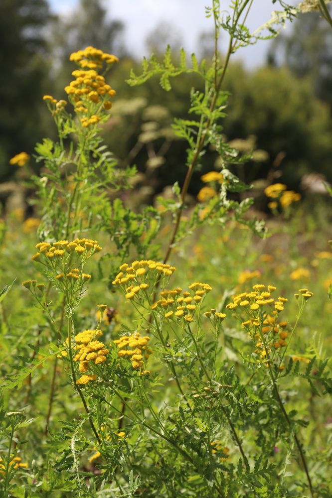 Photograph by Елена Тимченко