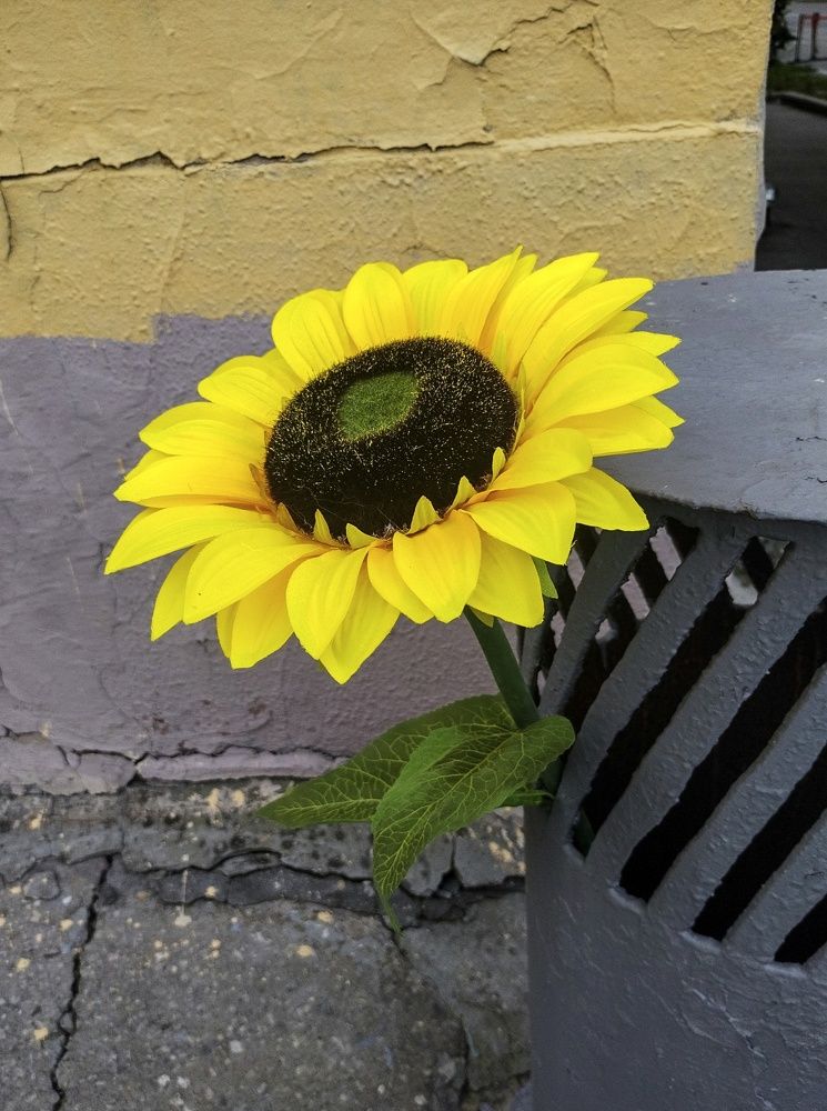 Photograph by Sergey Kurkov-Tarkovsky