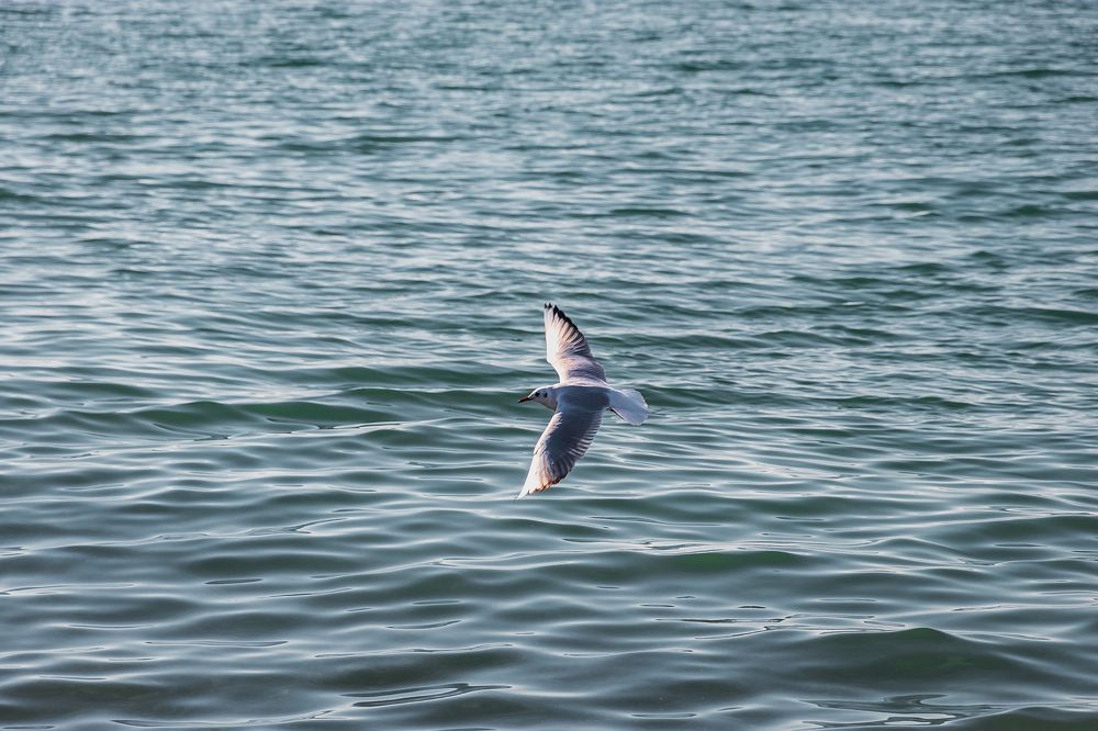 Photograph by Виталий Шкадинов