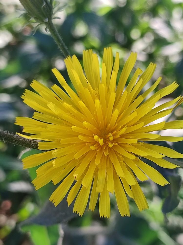 Фотография автора Таня Долгушева