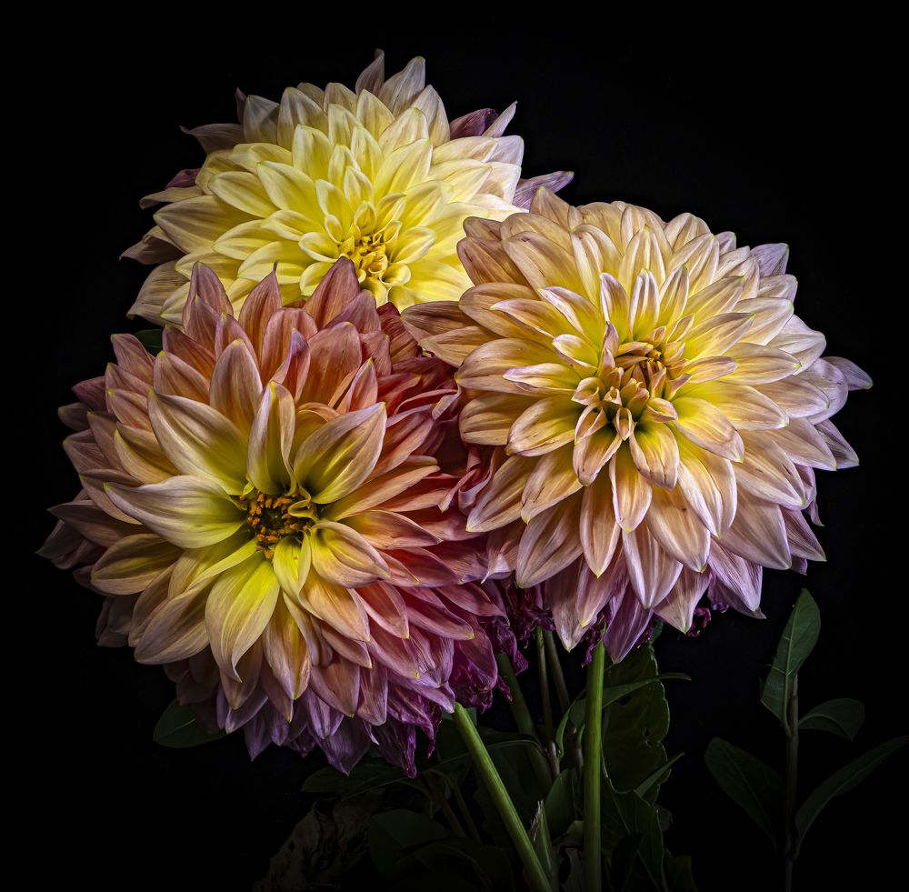 Photograph by Alex Kalpus