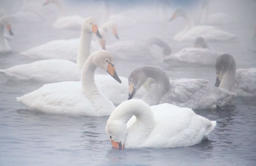 Photograph by Татьяна Ярмак