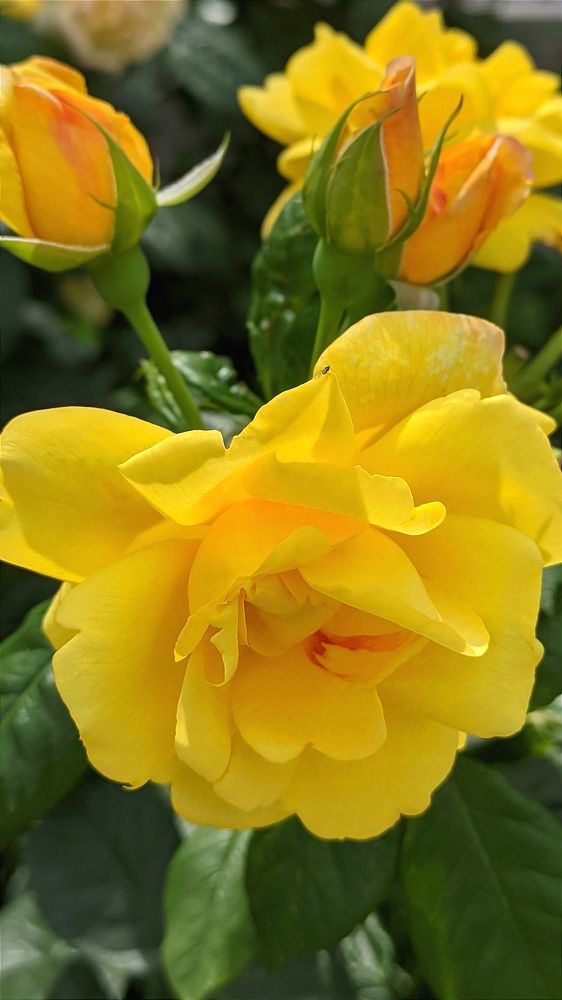 Фотография автора Васильева Ирина