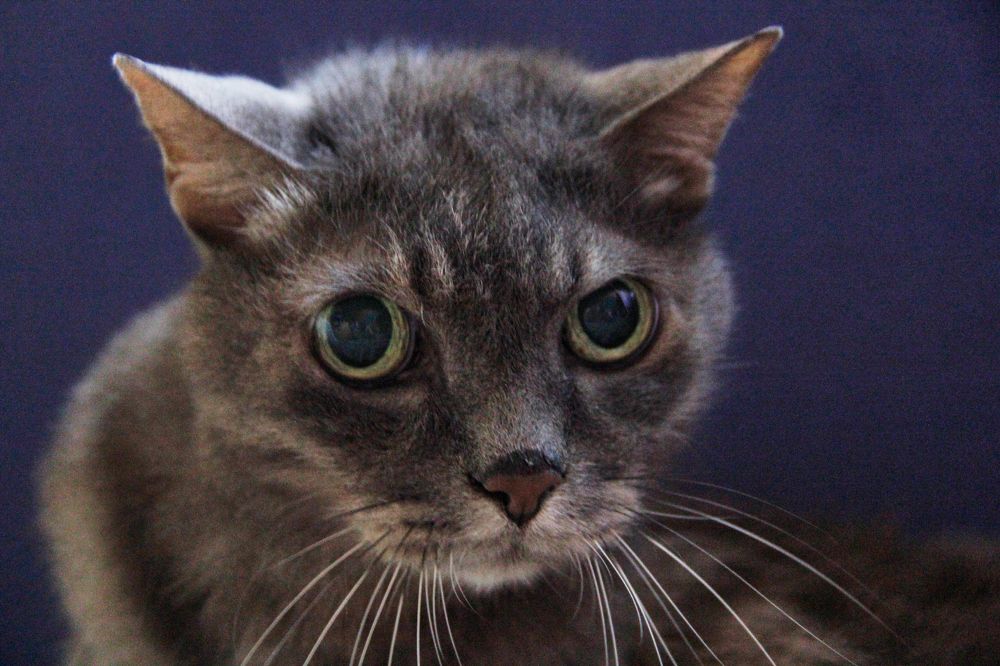 Фотография автора Наталия Мащенко