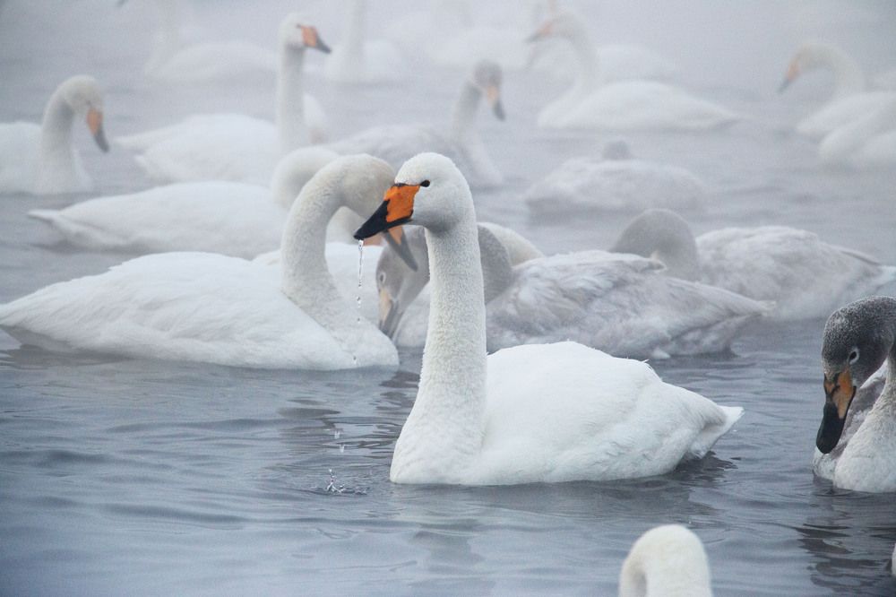 Photograph by Татьяна Ярмак