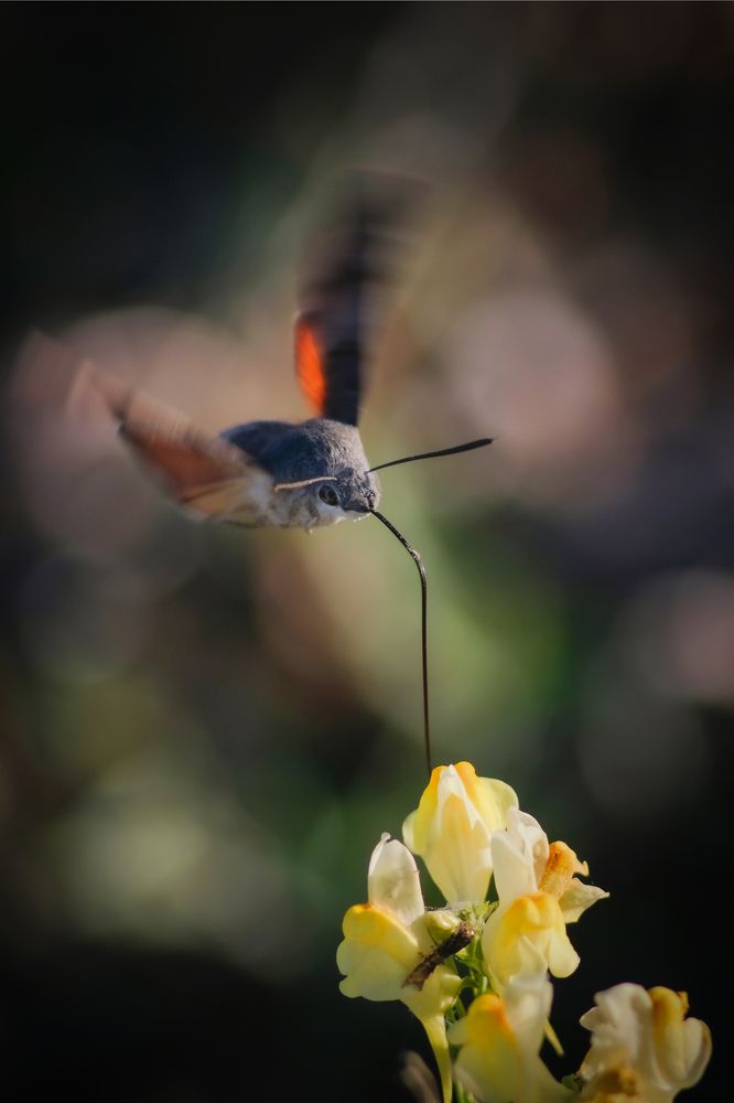 Фотография автора Роман Сергеевич