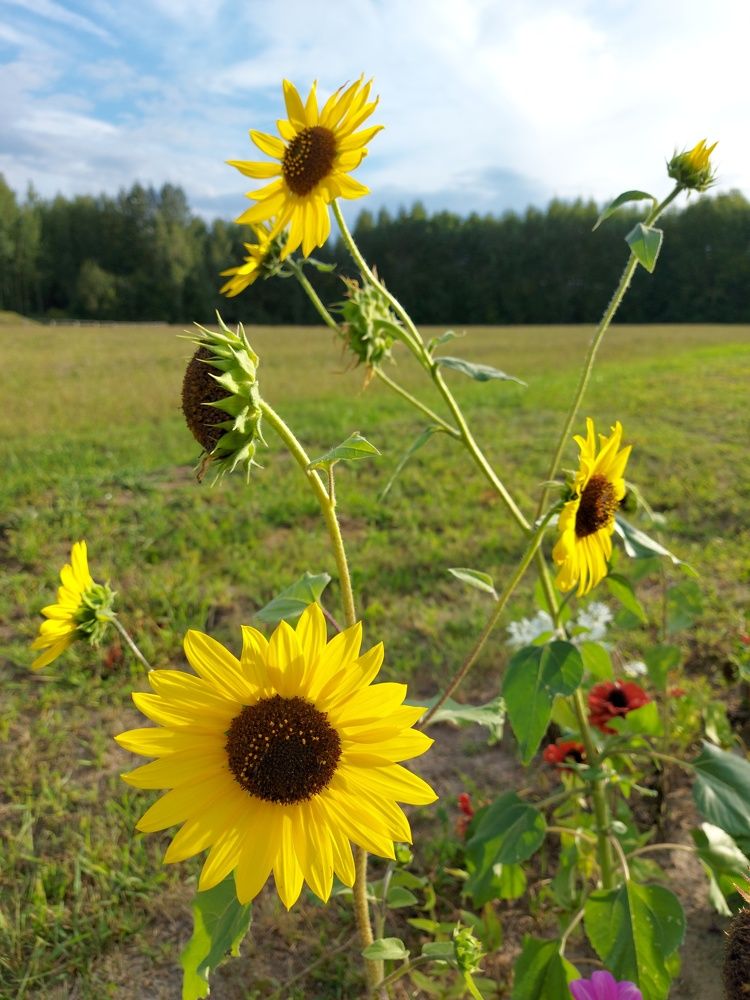 Photograph by ЭЛЬМИРА  ИСМАИЛОВА