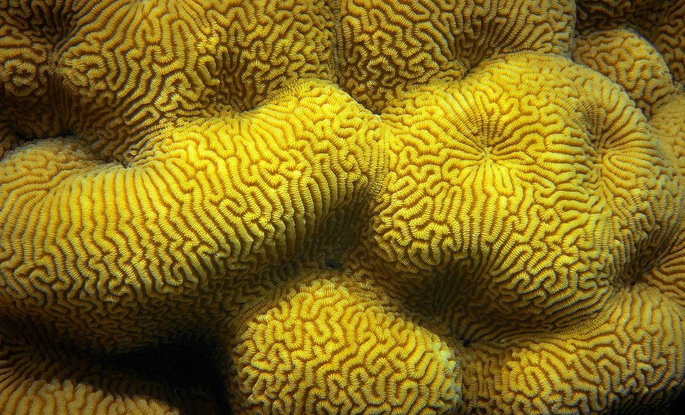 Photograph by Boris Bekelman