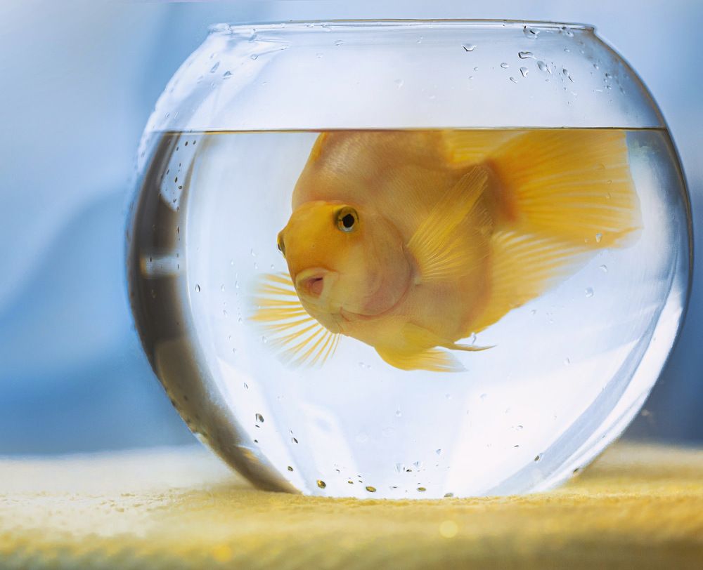 Фотография автора Ольга Трифонова