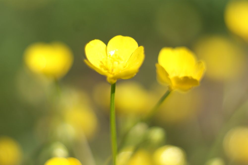 Photograph by Елена