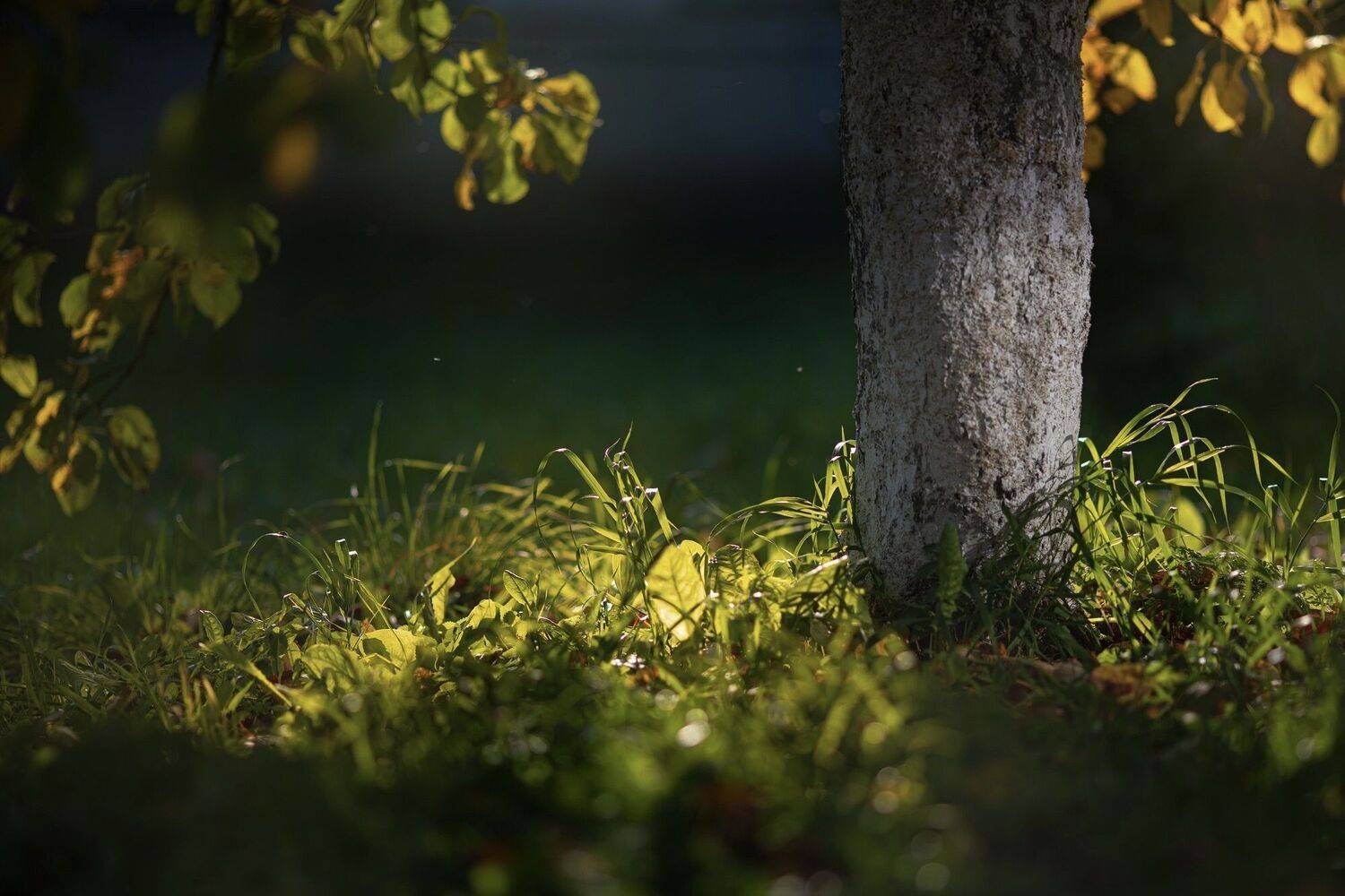 Photo #11139373