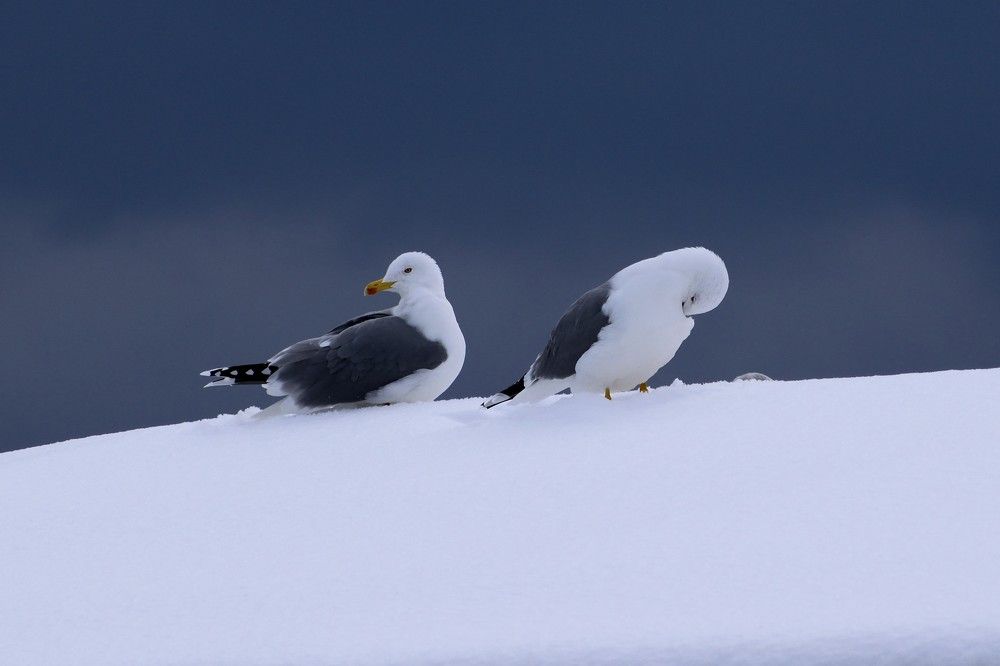 Photograph by Андрей Никонов