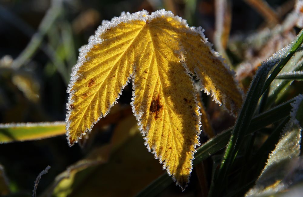 Первый иней