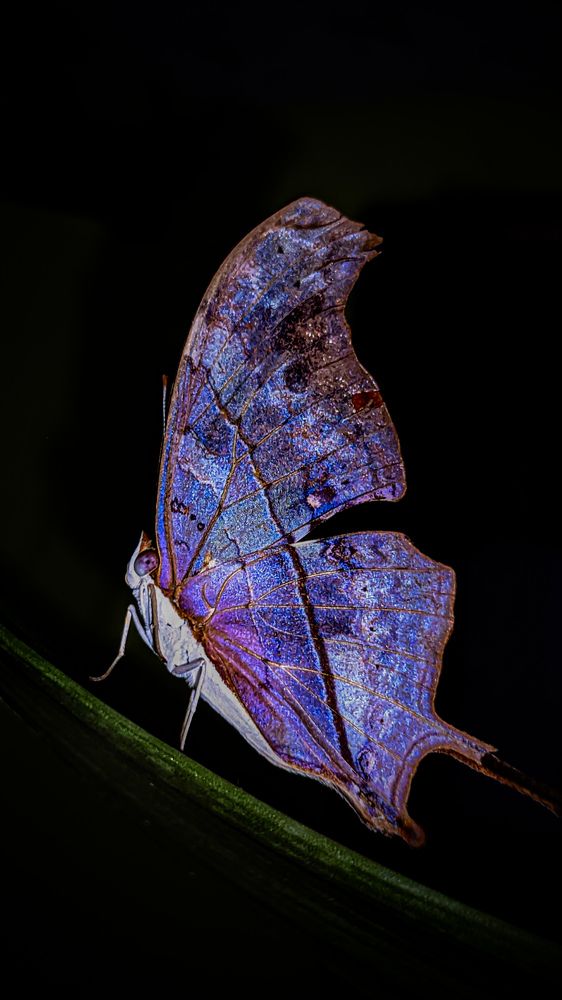 Photograph by Daniel