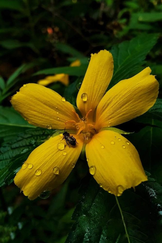 Photograph by Sourav pramanik