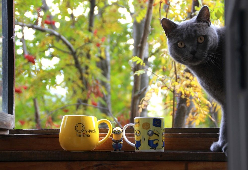 Фотография автора Светлана Терехова