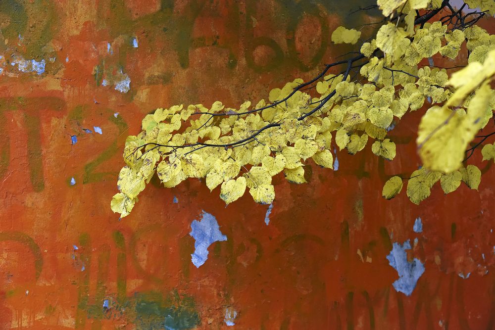 Золотая ветвь