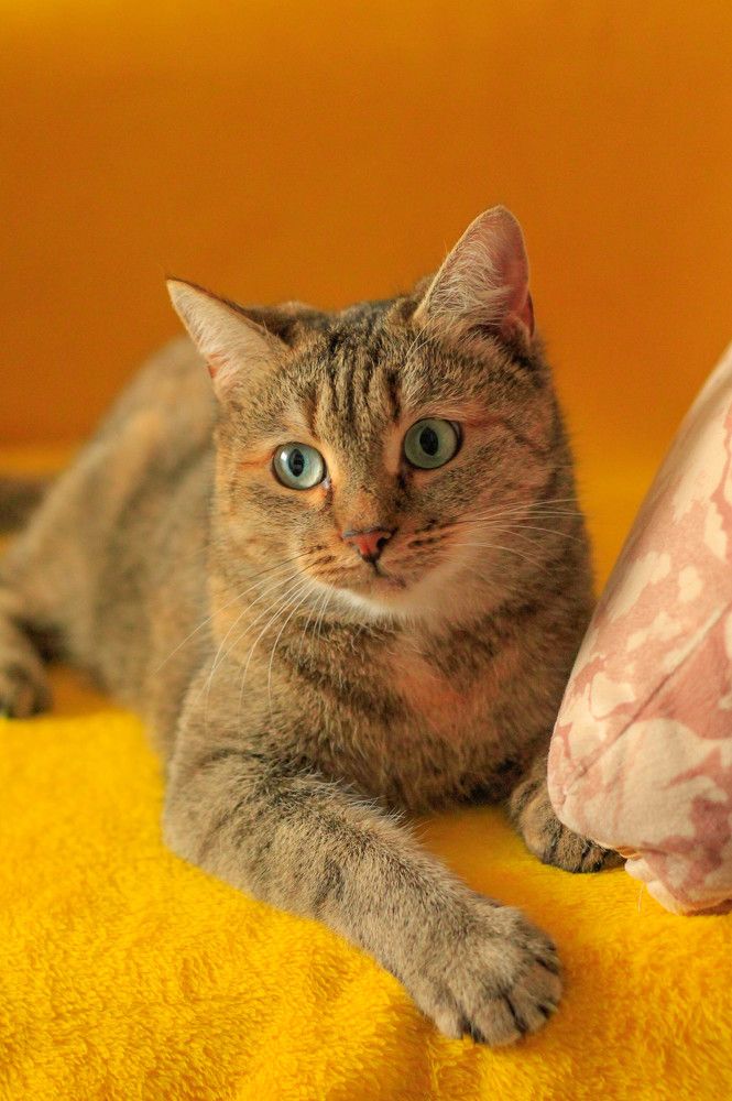 ИЮЛЯ в желтом