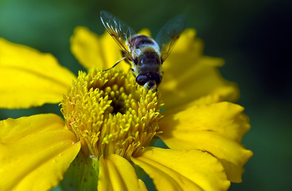 Photograph by Алексей Окунеев