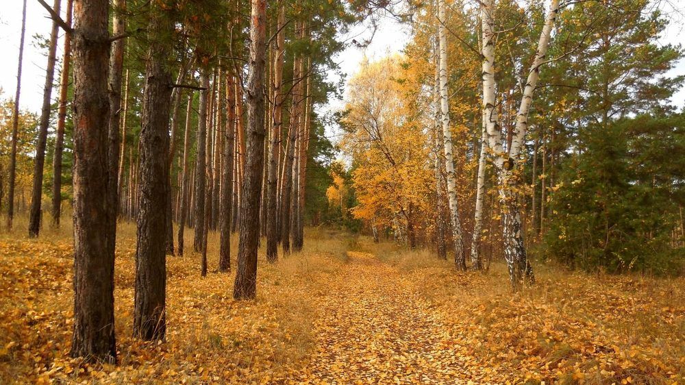 Фотография автора Павел Попов