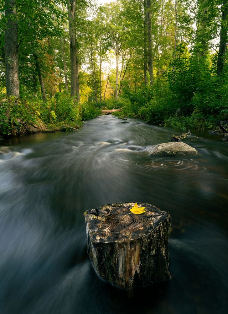 Путешествие золотого листа