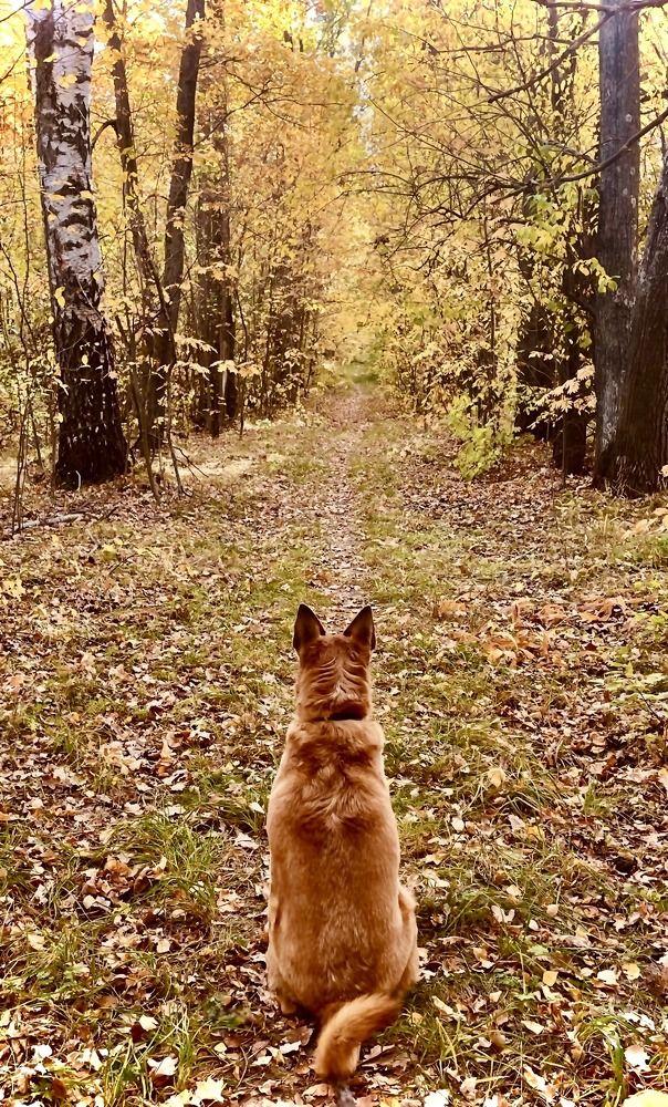 Осень и пес