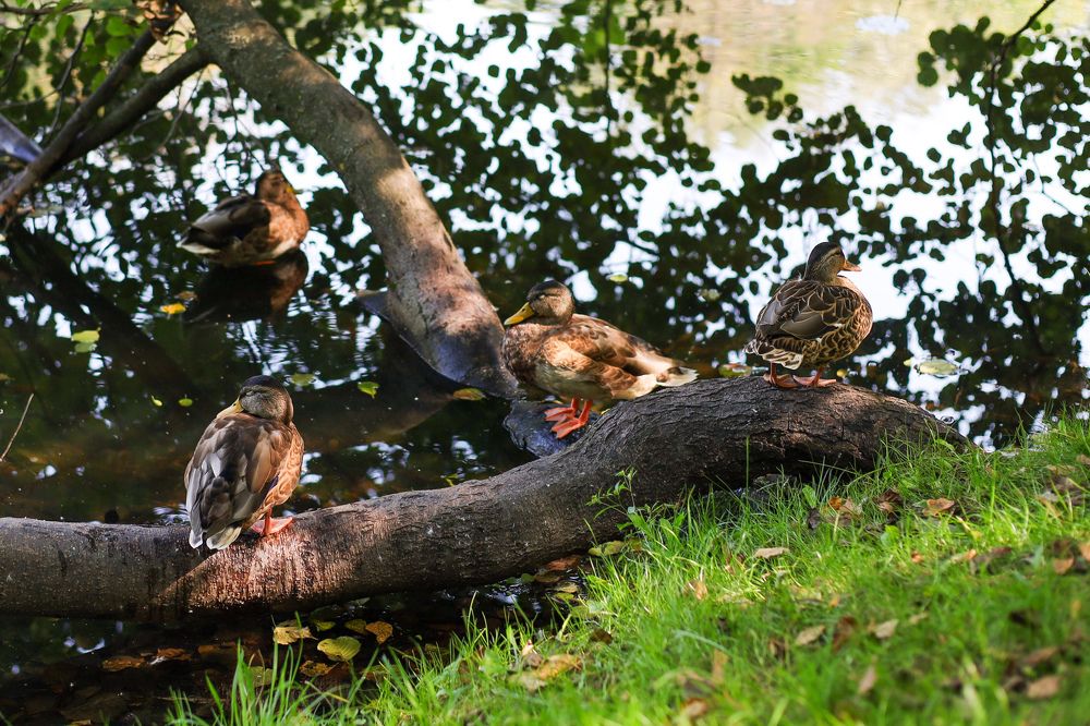 Photograph by Наталия Трофимова