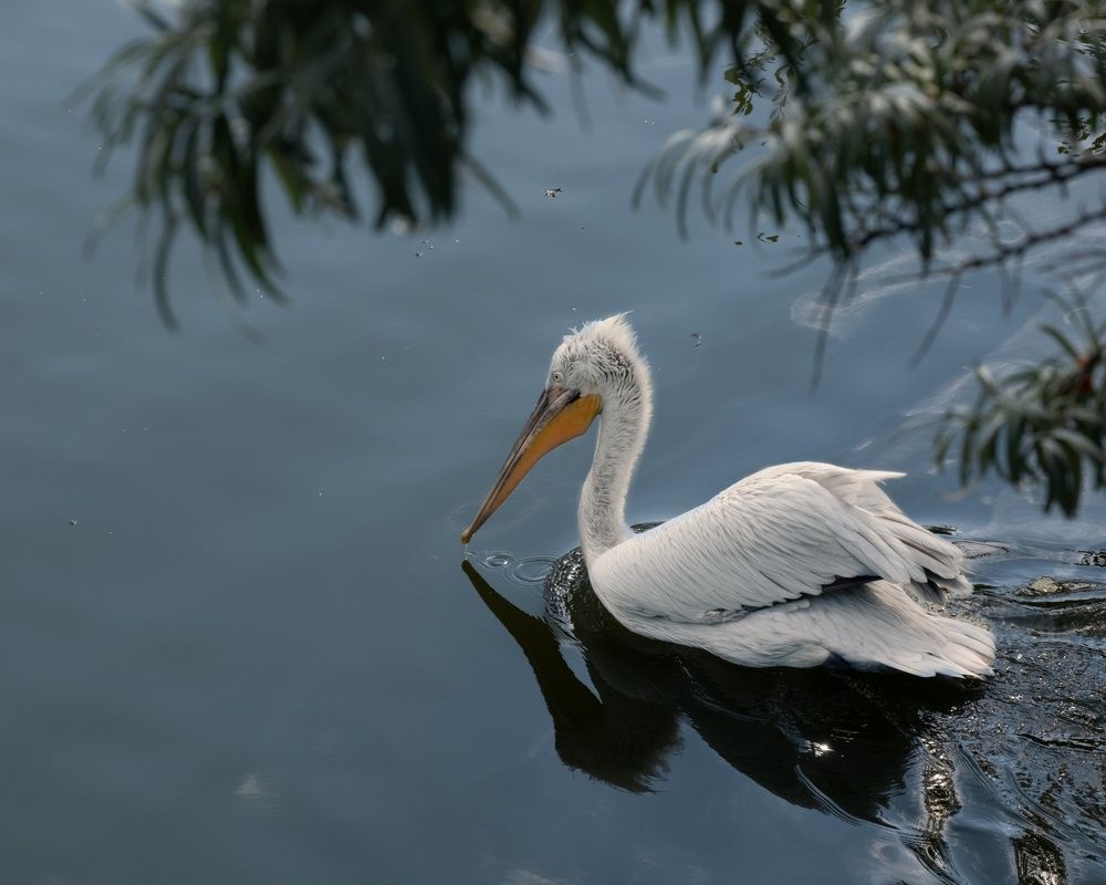 Photograph by Елена Акимова