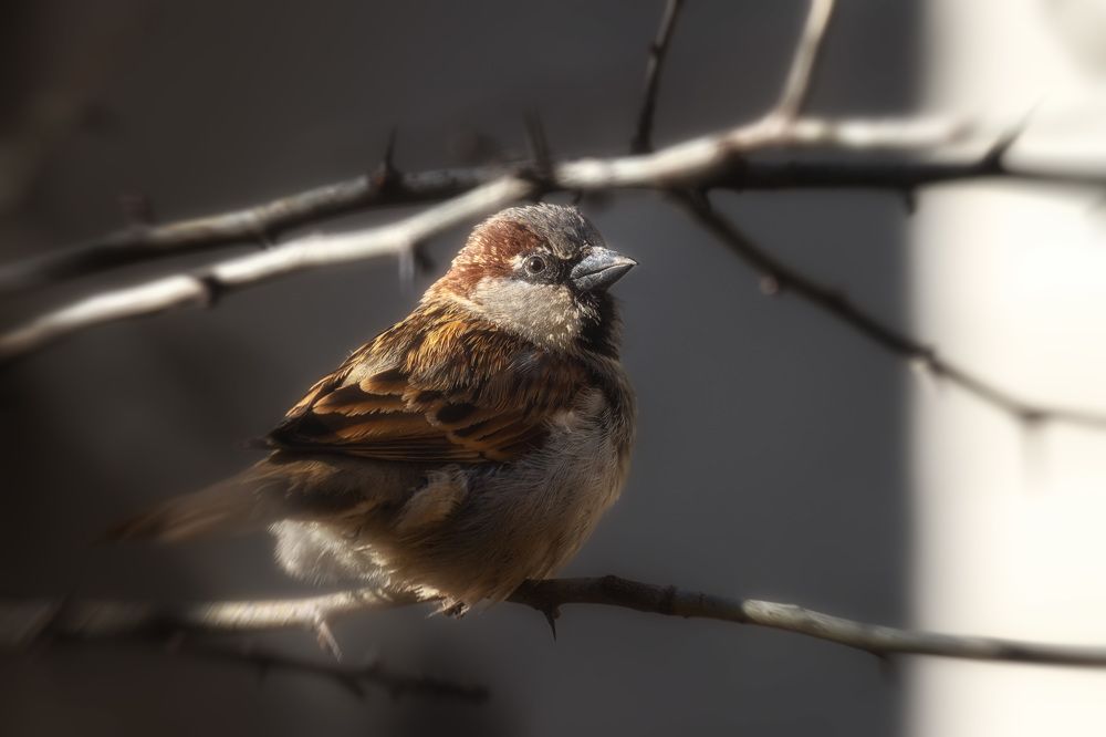 Photograph by Olga Sharikova