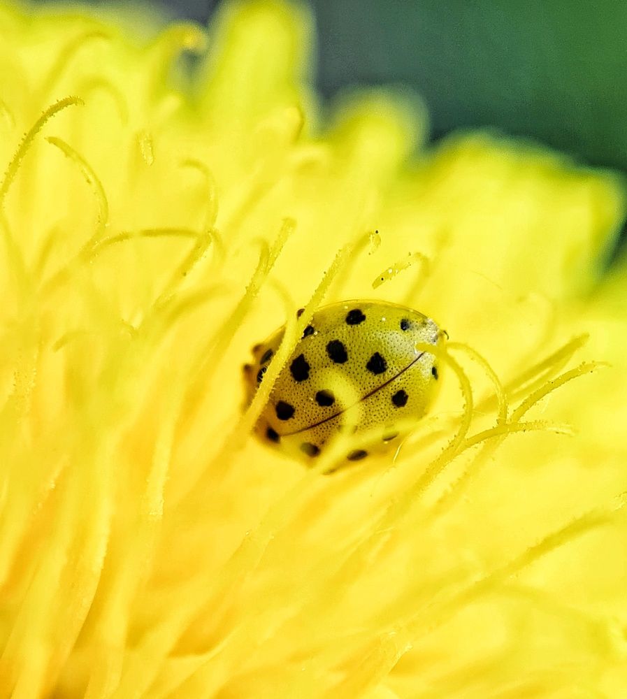 Photograph by Ольга Веселова