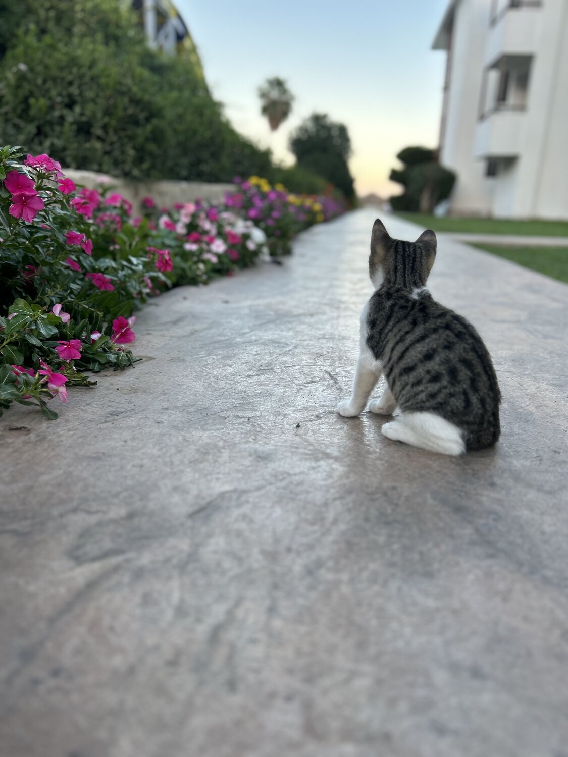 Photo #11139919