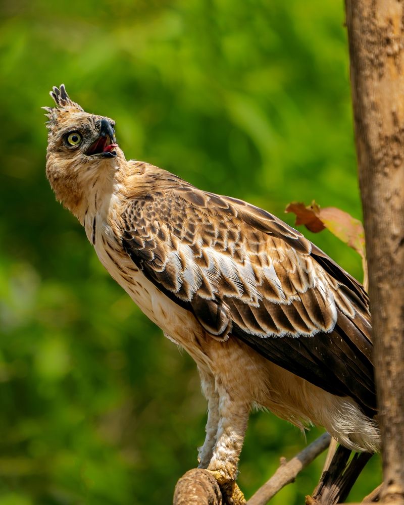 Photograph by mahadevan Arige