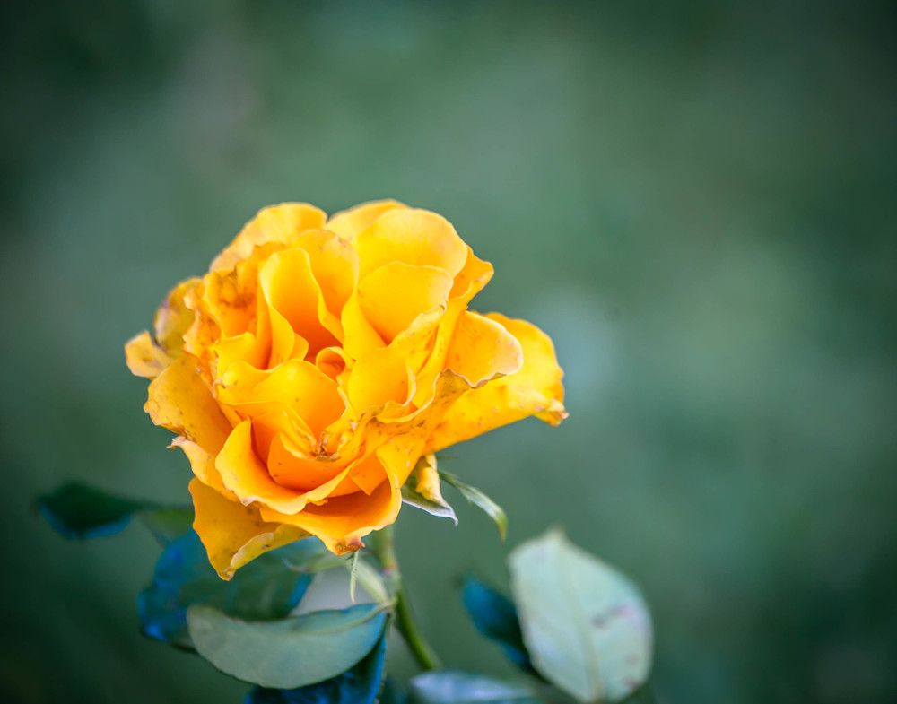 Photograph by Ольга Сафронова