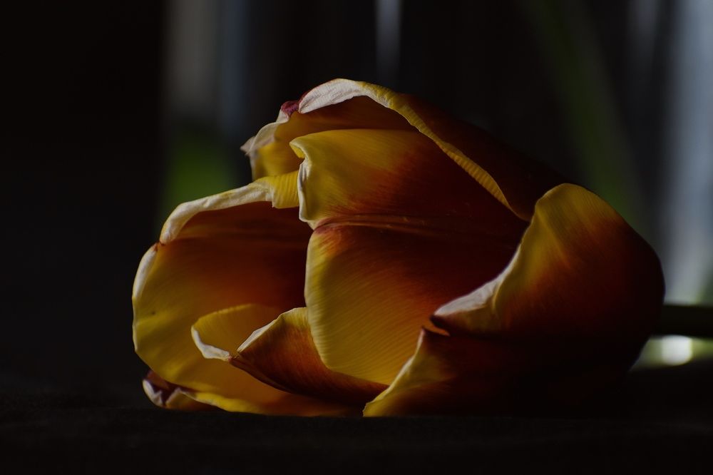 Photograph by Никуличева Екатерина