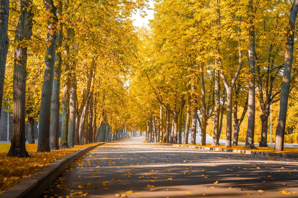 Photograph by Алексей Еремеев