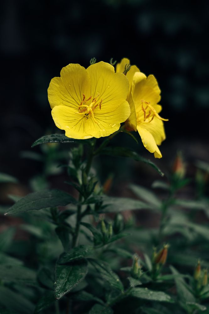 Photograph by Остапенко Алина