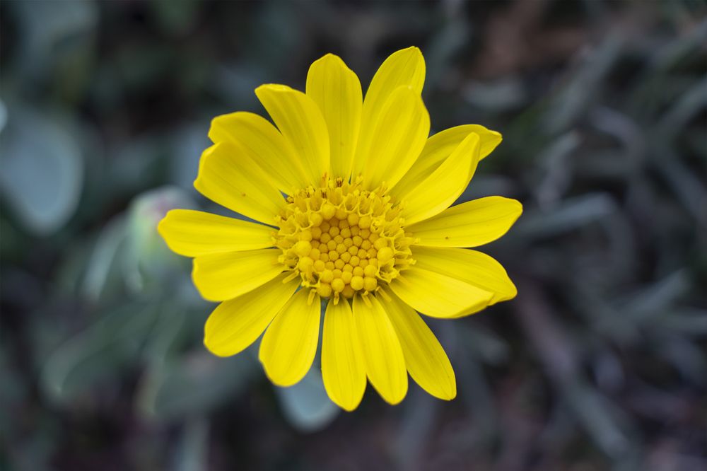 Photograph by Awad hyaitek