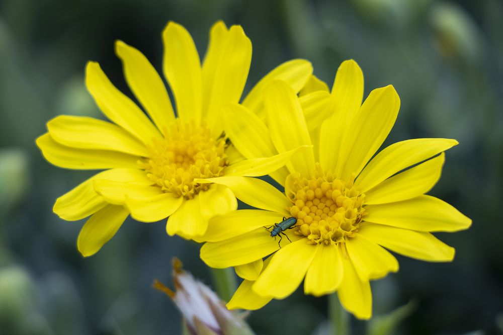 Photograph by Awad hyaitek