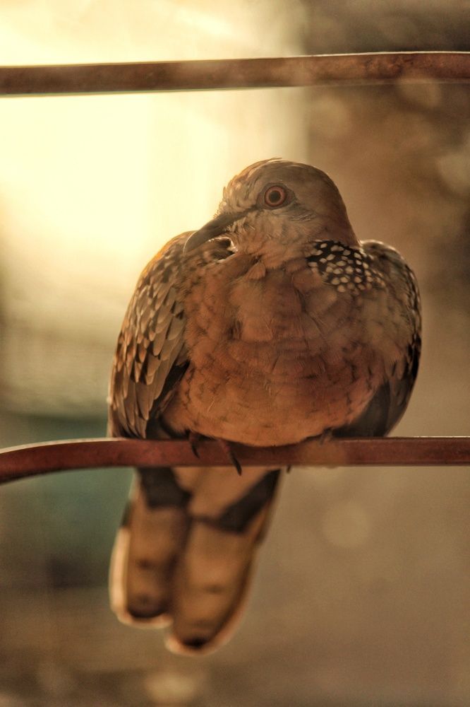 Photograph by Diganto Ghosh