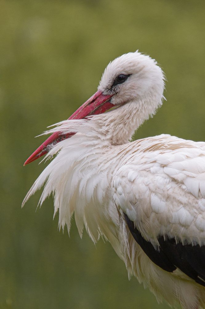 Фотография автора Alyona Madsen