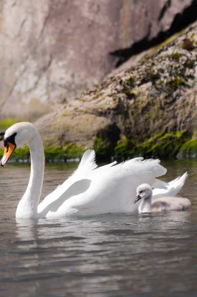 Фотография автора Alyona Madsen