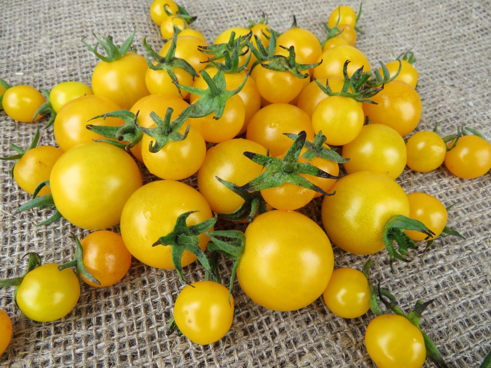 Yellow cherry tomatoes