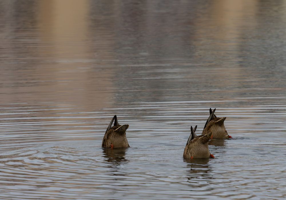Photograph by Андрей Шепелев