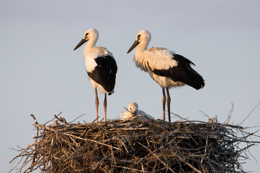 Детишки аисты