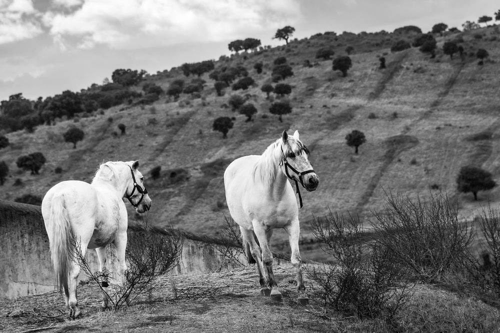 Фотография автора Catarina Almeida