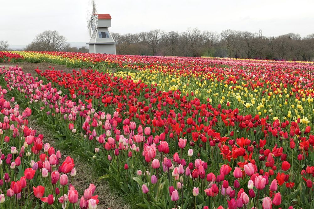 Photograph by Tatiana Serova