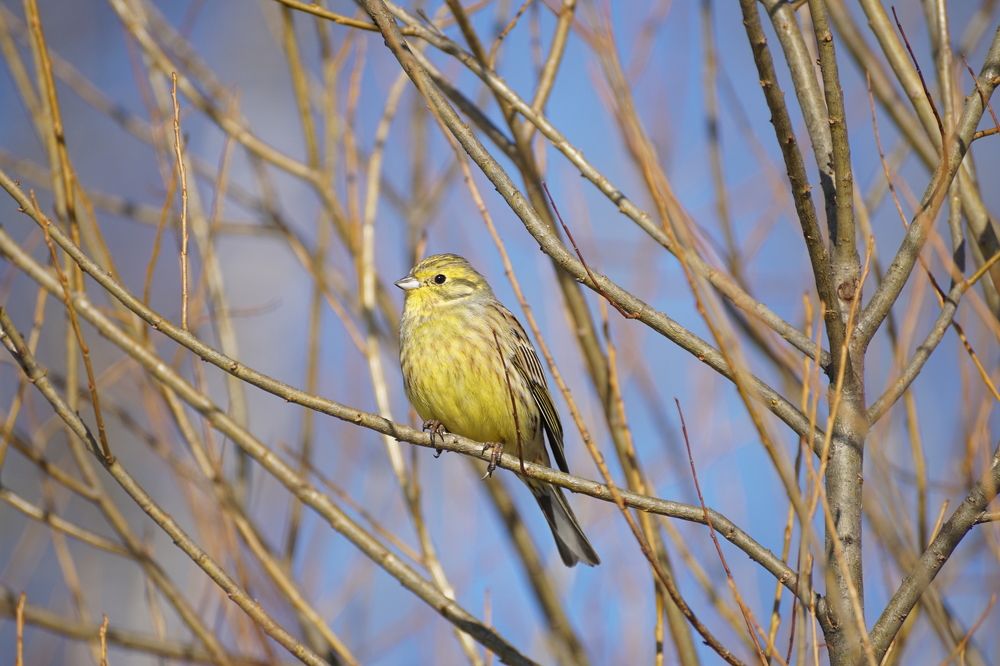 Обыкновенная овсянка