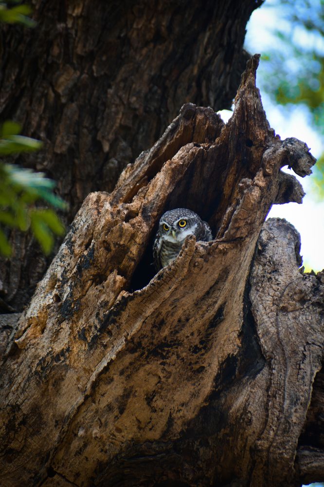 Photograph by Ankan De