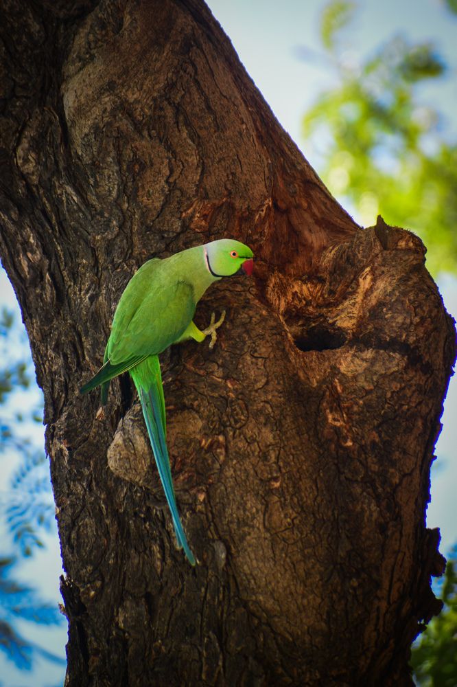 Photograph by Ankan De