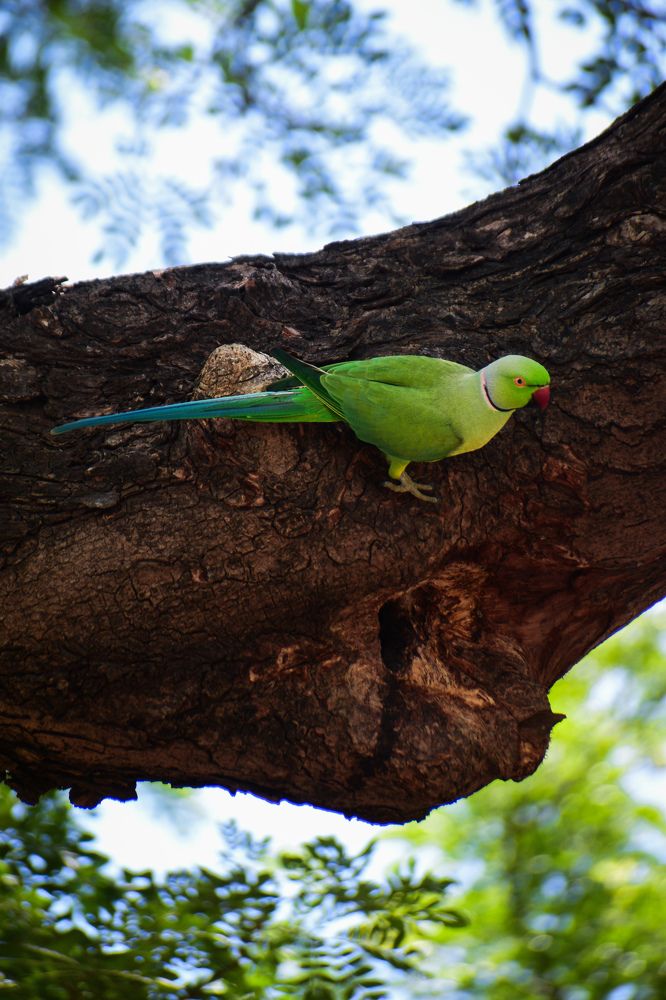 Photograph by Ankan De